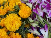 img_4850 img_4850
