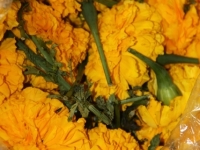 img_7221 img_7221