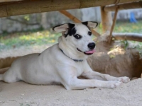 aw-dog aw-dog