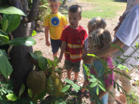 Vi hittade jackfruit i skolans trädgård