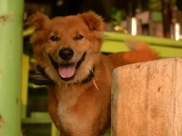 aw-hund aw-hund