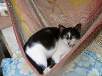 aw-katt aw-katt
