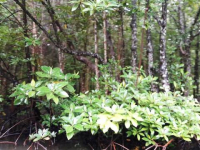 Mangrow forest (5) Mangrow forest (5)