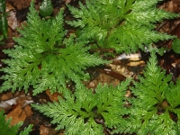 img_5077 img_5077